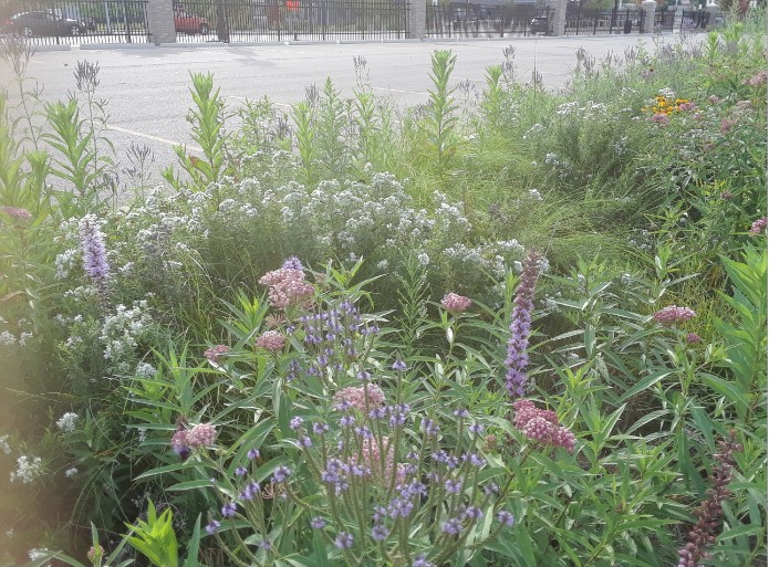 Bioswale in bloom