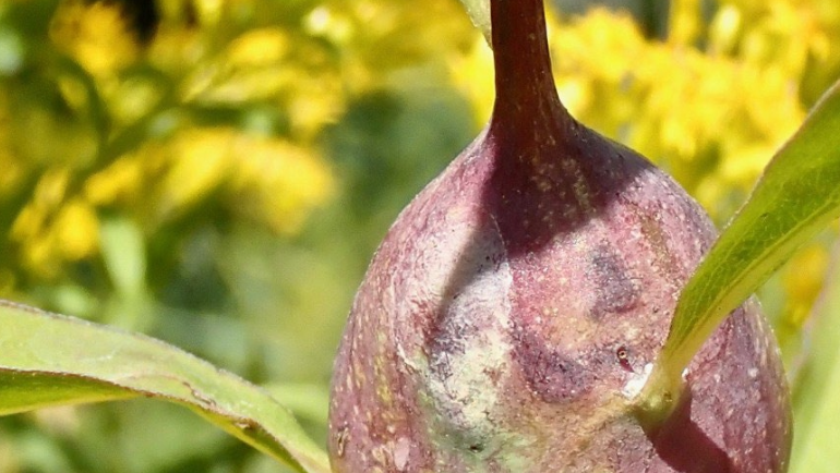 Dr. Glen Hood's research on insect galls to detect VOCs featured in Entomology Today