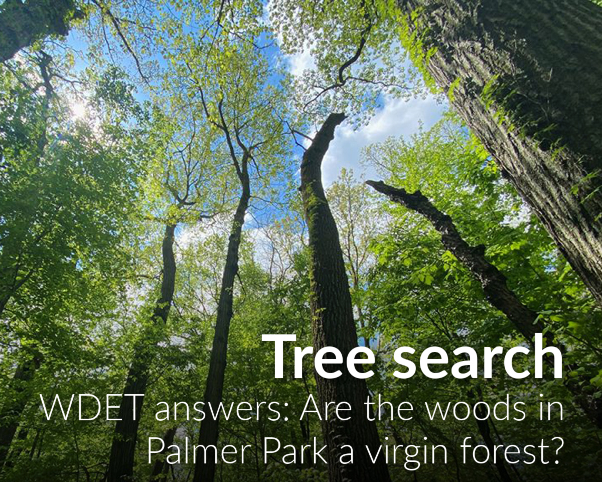 Are the woods in Palmer Park a virgin forest?