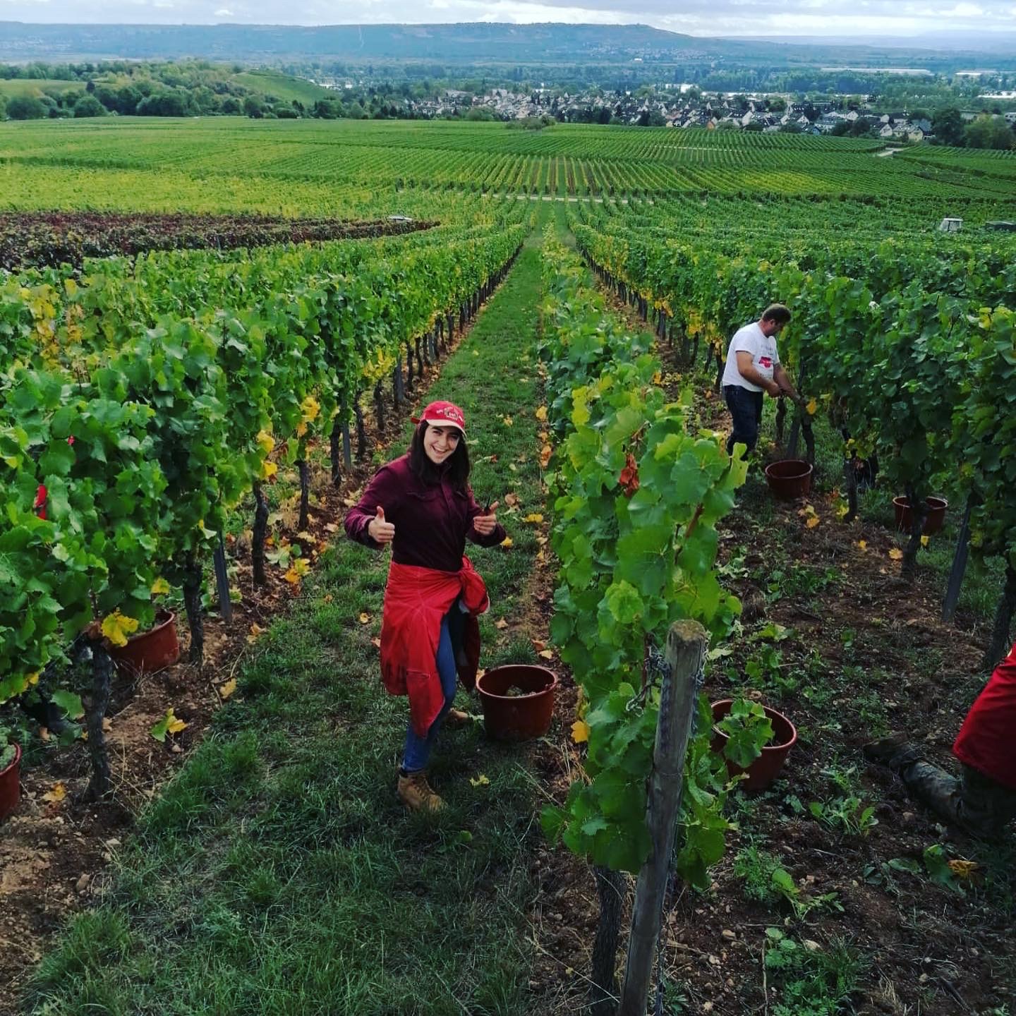 Elsa working in the vineyards of Wiesbaden