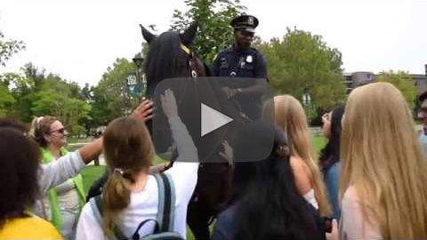 Video of mounted officer and horse